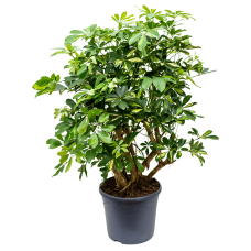 Schefflera arboricola 'Gold Capella'