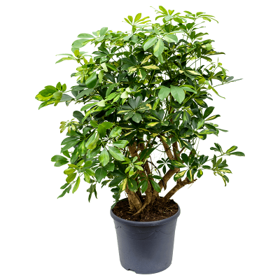 Растение горшечное Шеффлера/Schefflera arboricola 'Gold Capella'