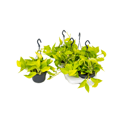 Растение горшечное Сциндапсус/Scindapsus (Epipremnum) 'Golden Pothos' 4/tray