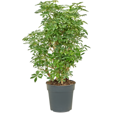 Schefflera arboricola 'Luseana'