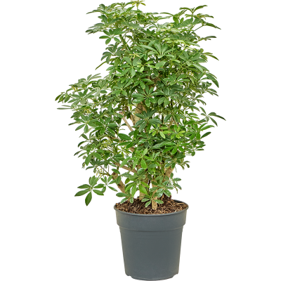 Растение горшечное Шеффлера/Schefflera arboricola 'Luseana'