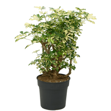 Schefflera arboricola 'Trinette'