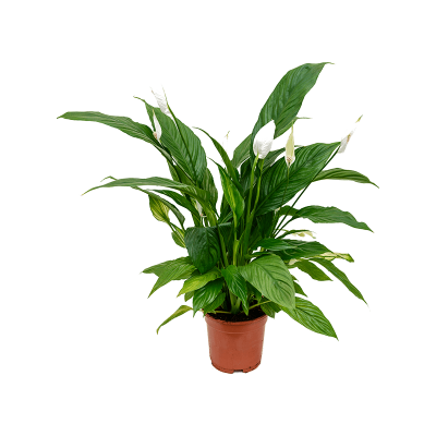 Растение горшечное Спатифиллум/Spathiphyllum 'Vivaldi' 6/tray