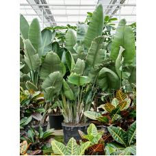 Strelitzia nicolai