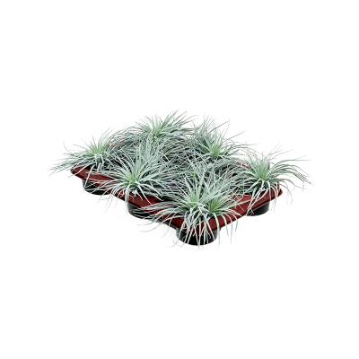 Растение горшечное Тилландсия/Tillandsia 'Super Silver' 6/tray