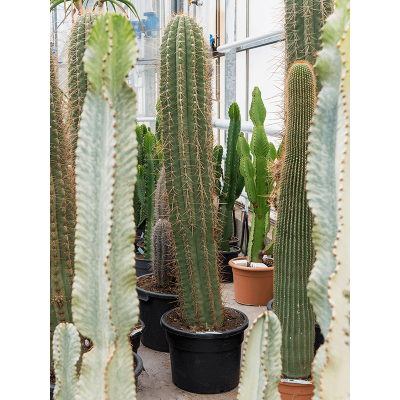 Растение горшечное Трихоцереус/Trichocereus terschechii