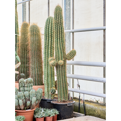 Растение горшечное Трихоцереус/Trichocereus terschechii (220-240)