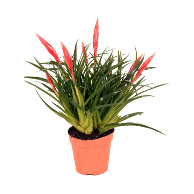 Растение горшечное Вриезия/Vriesea 'Astrid' 6/tray