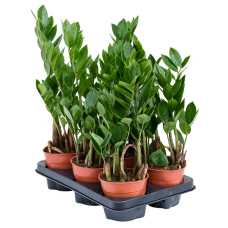 Zamioculcas zamiifolia 6/tray