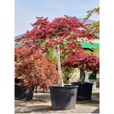 Acer pal. diss. 'Garnet'