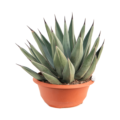 Растение горшечное Агава/Agave nigra