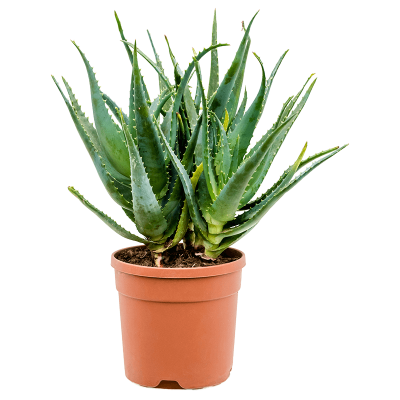 Растение горшечное Алоэ/Aloe arborescens