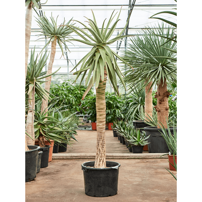 Растение горшечное Алоэ/Aloe dichotoma (170-190)