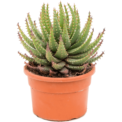 Растение горшечное Алоэ/Aloe erinacea