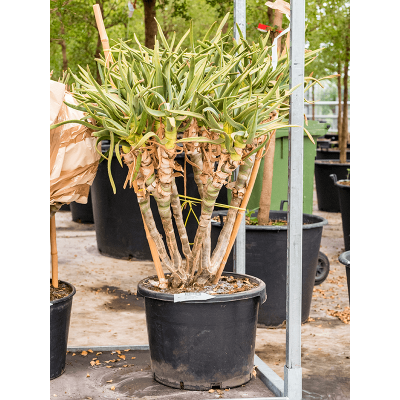 Растение горшечное Алоэ/Aloe ramosissima
