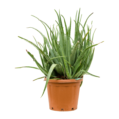 Растение горшечное Алоэ/Aloe vera barbadensis