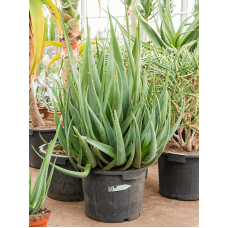 Aloe wickensii hybrid