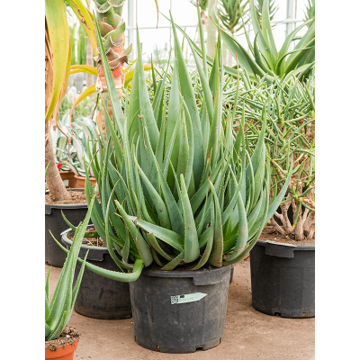 Растение горшечное Алоэ/Aloe wickensii hybrid