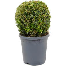 Buxus sempervirens