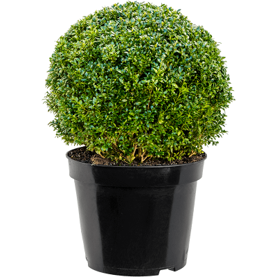 Растение горшечное Самшит/Buxus sempervirens