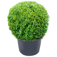 Buxus sempervirens