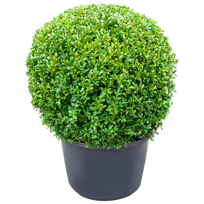 Растение горшечное Самшит/Buxus sempervirens