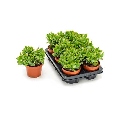 Растение горшечное Крассула/Crassula 'Curly Green' 6/tray