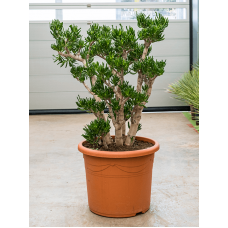 Crassula ovata 'Horntree'