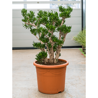 Растение горшечное Крассула/Crassula ovata 'Horntree'