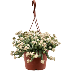 Crassula hottentot