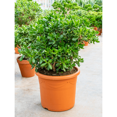 Растение горшечное Крассула/Crassula ovata