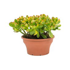 Crassula ovata 'Sunset'