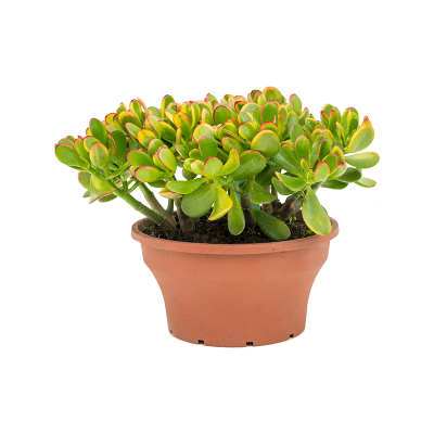 Растение горшечное Крассула/Crassula ovata 'Sunset'