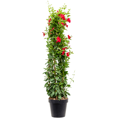 Растение горшечное Дипладения/Dipladenia classic red
