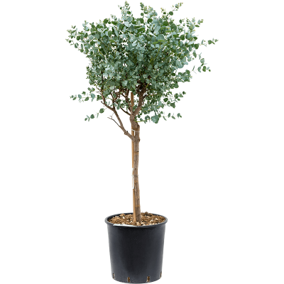 Растение горшечное Эвкалипт/Eucalyptus gunnii