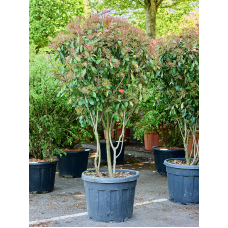 Photinia x fraseri 'Red Robin'