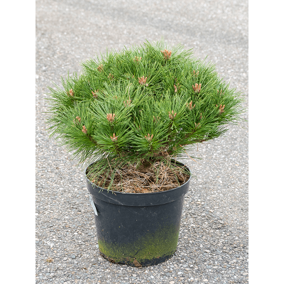 Растение горшечное Сосна/Pinus nigra 'Pierrick Bregeon'