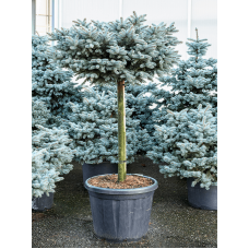 Picea pungens glauca globosa