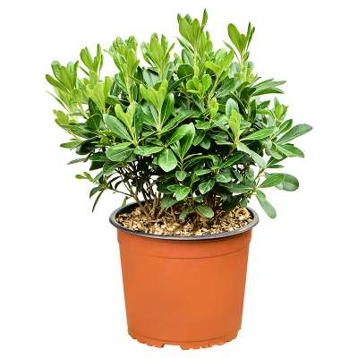 Растение горшечное Смолосемянник/Pittosporum tobira 'Nana'