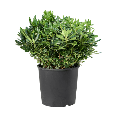 Растение горшечное Смолосемянник/Pittosporum tobira
