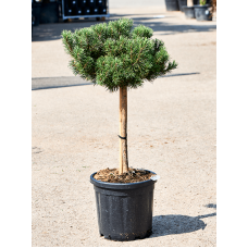 Pinus mugo 'Carten's Wintergold'