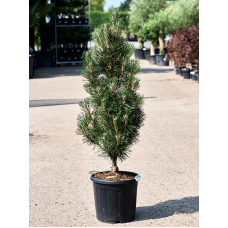 Pinus nigra 'Komet'