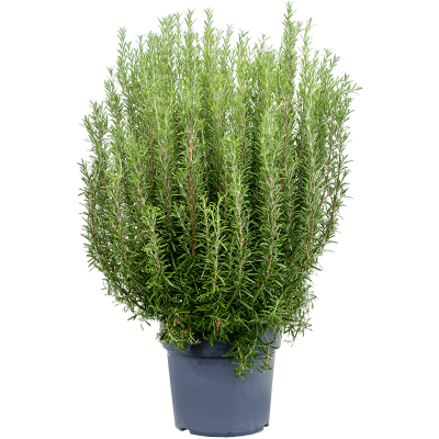 Растение горшечное Рипсалис/Rosmarinus officinalis