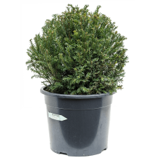 Taxus baccata