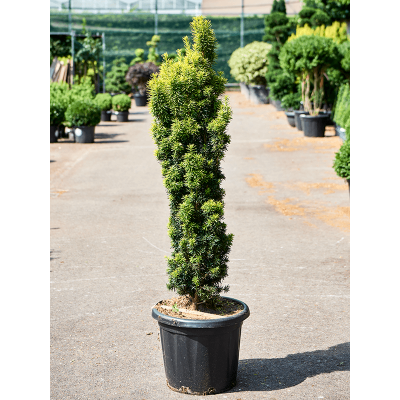 Растение горшечное Тис/Taxus baccata 'Fastigiata David'