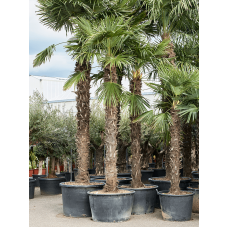 Trachycarpus fortunei (420-450)