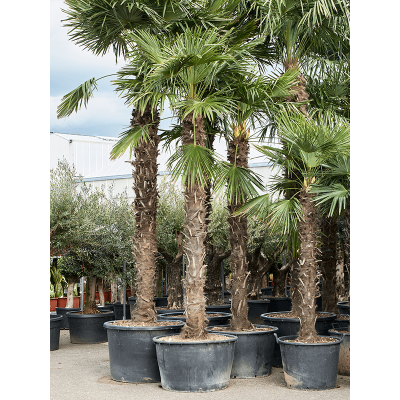 Растение горшечное Трахикарпус/Trachycarpus fortunei (420-450)