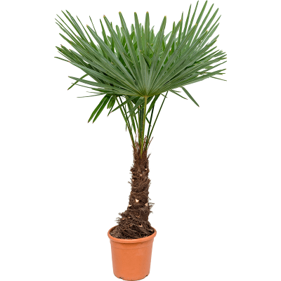 Растение горшечное Трахикарпус/Trachycarpus fortunei