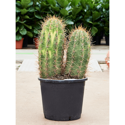 Растение горшечное Трихоцереус/Trichocereus pasacana 'variegata'