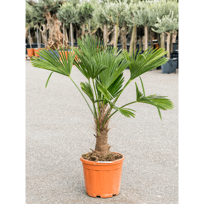 Растение горшечное Трахикарпус/Trachycarpus wagnerianus